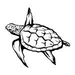 turtle_generated